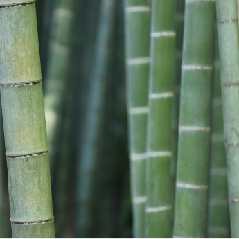 Bamboo Silk