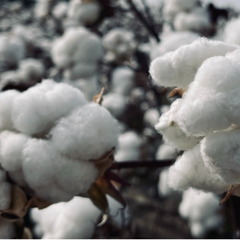 Cotton
