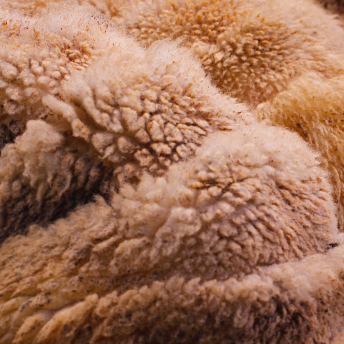 Wool